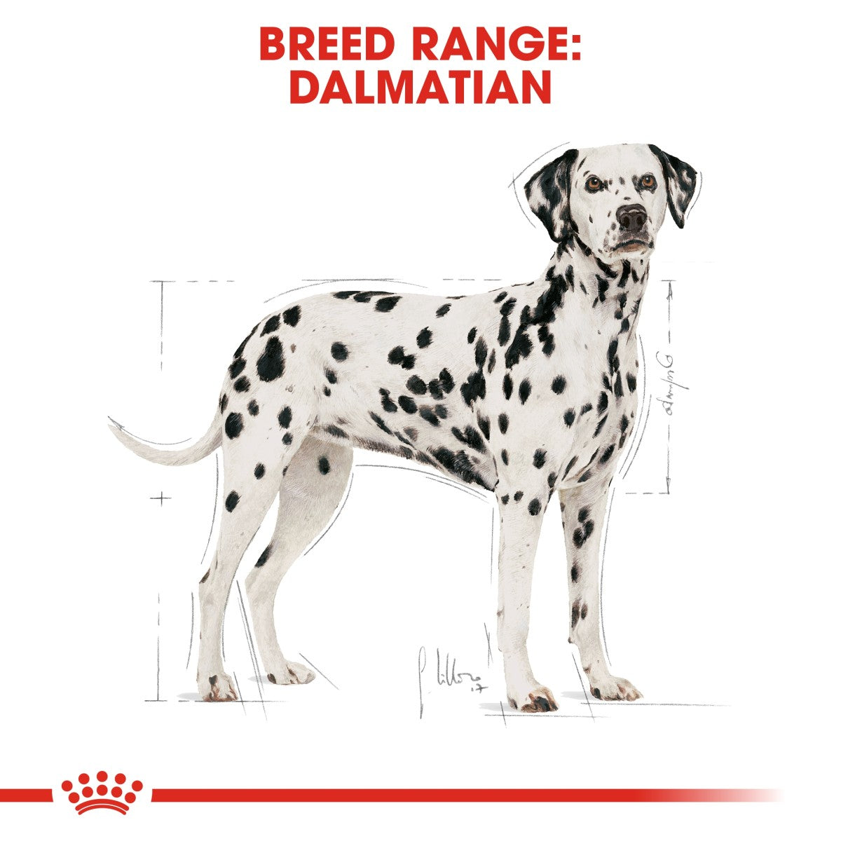 Royal Canin Dálmata Adulto 12 Kg