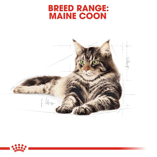 Feline Breed Nutrition Maine Coon