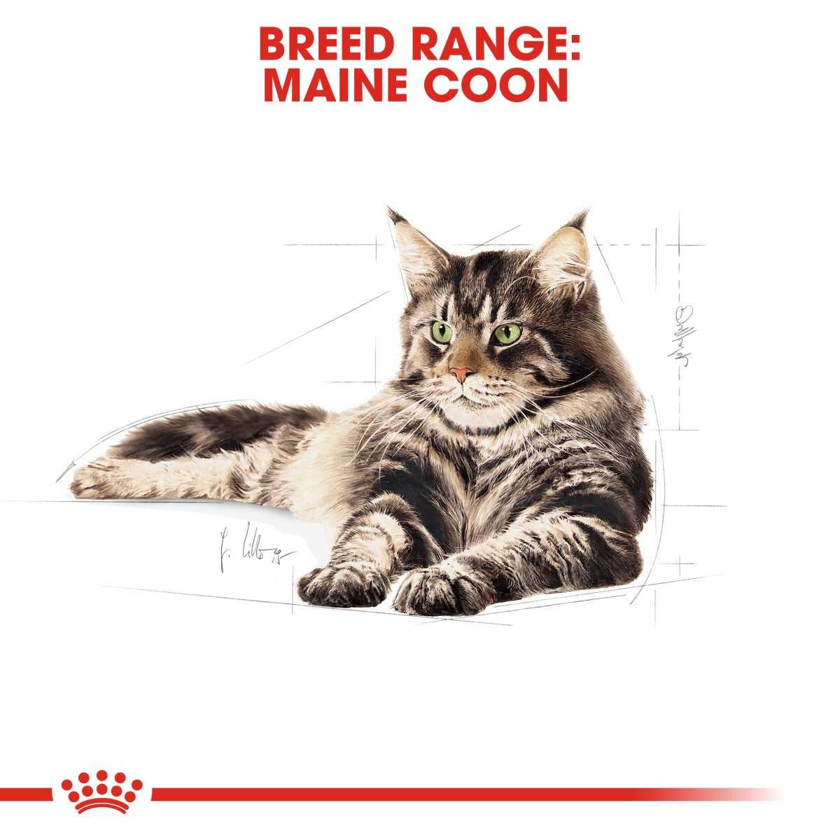 Feline Breed Nutrition Maine Coon