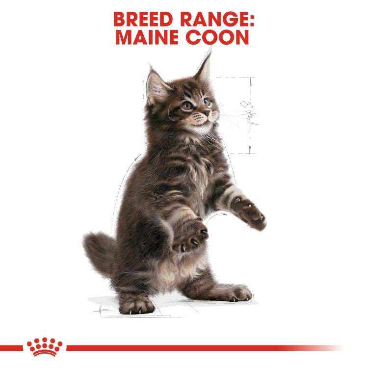 Feline Breed Nutrition Maine Coon