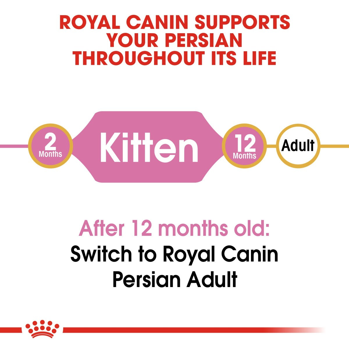Feline Breed Nutrition Persian Kitten